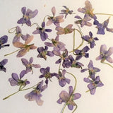 20 pressed violets, dried pressed flowers, pressed botanicals