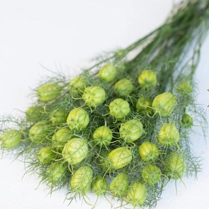 Love-in-a-Mist 'Albion Green Pod' Nigella Seed SEEDS Nigella papillosa white cut flower bouquet florist bouquet Dizzy Bees Urban Garden