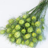 Love-in-a-Mist 'Albion Green Pod' Nigella Seed SEEDS Nigella papillosa white cut flower bouquet florist bouquet Dizzy Bees Urban Garden