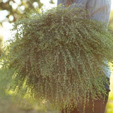 Cress ÔAttraxaÕ SEEDS Lepidium sativum cut flower bouquet filler Dizzy Bees Urban Garden