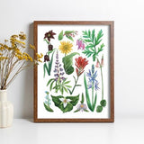 Wildflowers of Vancouver Island, British Columbia. (8.5x11") Botanical Illustration Print by Danielle Brufatto. Made in BC, Canada