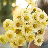 Butter Cream Dahlia Heads ZINNIA SEEDS cut flower bouquet Dizzy Bees Urban Garden
