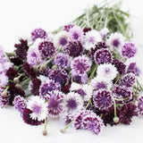 Classic Magic Bachelor's Buttons Seeds Cornflower  Pink Purple Centaurea cyanus Annual Cut Flowers Bouquet Dizzy Bees Urban Garden