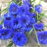 Tall Blue Boy BachelorÕs Button Seeds Tall 'Centaurea cyanus' Cornflower Edible Flower Cut Flowers Bouquet Dizzy Bees Urban Garden