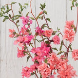 Elegant Salmon Clarkia Flower Seeds / Clarkia unguiculata / Salmon Pink Flower Seeds / (#75) / 35+ seeds