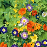 Climbing Flowers Blend Creeper 2g / 50 Seeds GMO FREE
