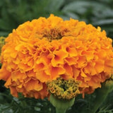 Orange African Giant Marigold SEEDS Cut Flowers Bouquet Aztec Tagates erecta Crackerjack Companion plant Dizzy Bees Urban Garden
