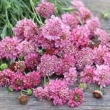 Scabiosa Salmon Rose Pink Flower Seeds / Scabiosa Seed / Rose Pink Pincushion Flower Flower / Scabiosa atropurpurea /(#110) / 20+ seeds