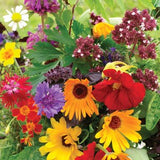 Edible Flowers & Herb Mix SEEDS Dizzy Bees Urban Garden