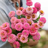 Oklahoma Pink ZINNIA SEEDS cut flower bouquet Dizzy Bees Urban Garden