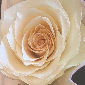 Real dried cream-white rose with layered petals for crafting and resin art