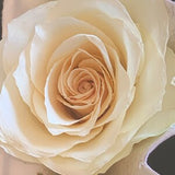 Real dried cream-white rose with layered petals for crafting and resin art