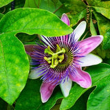 Maracuja (Passion Flower Fruit) Oil Cold Pressed Unrefined