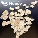 LUNARIA - HONESTY - 50 seeds - annual flower money plant - flower seeds