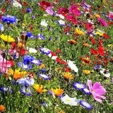 Wild Meadow Flowers/50 Seeds/GMO free