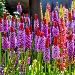 20 ORCHID PRIMROSE Primula Vialii Red Hot Poker Red Pink Purple Shade Wet Flower Seeds