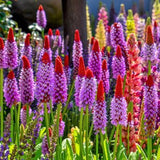 20 ORCHID PRIMROSE Primula Vialii Red Hot Poker Red Pink Purple Shade Wet Flower Seeds