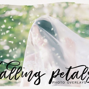 Pink and white petal photo overlay, translucent veil with script text