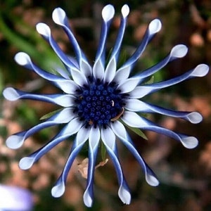 USA-Seller 20PCs Rare Blue Daisy Plants Flower Seeds Garden Plant.#3226