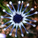 USA-Seller 20PCs Rare Blue Daisy Plants Flower Seeds Garden Plant.#3226