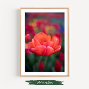 Framed botanical wall art print with close-up red tulip flower