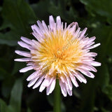 Pink Dandelion Seeds - Pink Flowers - Dandelion Seeds - Taraxacum pseudoroseum
