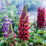 Raspberry Red Lupine Plant Seed - Lupinus / Nitrogen Fixer Garden Flower /