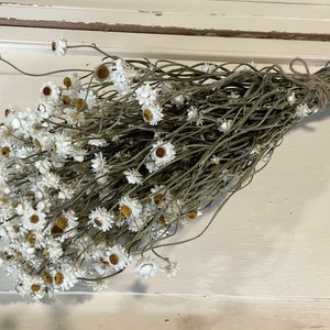 Dried ammobium flowers bouquet with small white blooms and slender stems