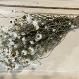 Dried Bouquet of Ammobium flowers (Winged Everlasting )