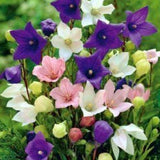 Balloon Flowers Mix colours ( pink , white, blue) . Perennials. Full sun. 50 seeds
