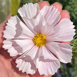 Blush Seashell COSMOS SEEDS cut flower bouquet florist wedding bouquet from Dizzy Bees Urban Garden