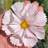 Blush Seashell COSMOS SEEDS cut flower bouquet florist wedding bouquet from Dizzy Bees Urban Garden