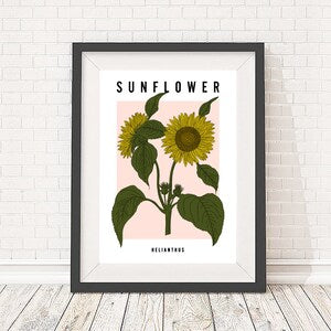 Framed sunflower botanical illustration line art print with green leaves and dark frame