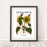 Framed or Unframed, Sunflower, Botanical Illustration, Line Art Print, Floral Poster, 5x7, A5, 8x10, A4, 11x14 and A3 sizes available