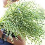 Flax Bubble Grass SEEDS cut flower bouquet non gmo Dizzy Bees Urban Garden