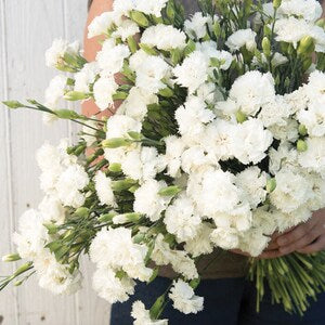 Heirloom Vintage White Carnation Seeds / Chabaud Jeanne Dionis Dianthus Flower Seed  / No GMO / Edible Fragrant/ (#114) / 40+ seeds