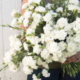 Heirloom Vintage White Carnation Seeds / Chabaud Jeanne Dionis Dianthus Flower Seed  / No GMO / Edible Fragrant/ (#114) / 40+ seeds