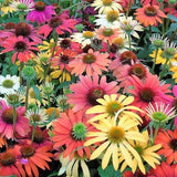 25 CHEYENNE SPIRIT CONEFLOWER Echinacea Orange Red Yellow Purple Pink White Herb Flower Seeds