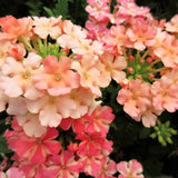 50 Dwarf APRICOT VERBENA Nana Compacta Fragrant Butterfly Flower Seeds