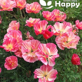 CALIFORNIA POPPY - Frilly Fun Appleblossom - 200 seeds - Eschscholzia c - Flower