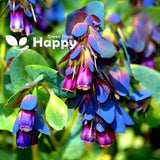 Honeywort - 35 SEEDS - Cerinthe Major Purpurascens - Blue tubular flowers