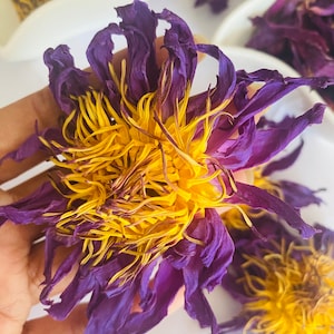 Blue lotus flower with purple petals and bright yellow stamens