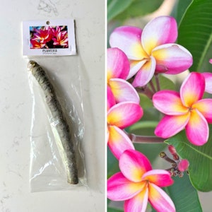 Plumeria cutting with variegated pink, yellow, and white flowers
