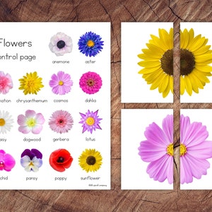 Flower matching card set with colorful flower images for toddler preschool activity