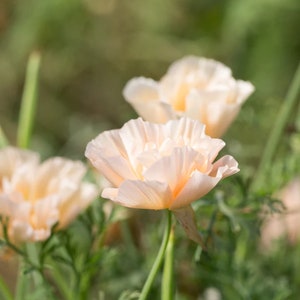 50 Thai Silk Pink Champagne California Poppy Seeds /  Eschscholzia Californica / Flower Seeds / English Garden / Wildflowers / Cottage