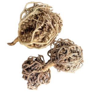Dried Rose of Jericho plants, three curled seed pods with beige and dark stems