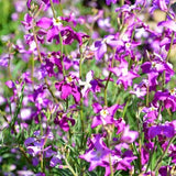Evening Scented Stocks Seeds, Flower Seeds