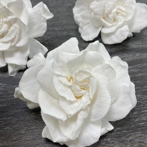 Preserved white gardenia flowers, realistic touch, pack of 3 blossoms