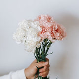 Carnation Bouquet Seeds - Dianthus caryophyllus / PINK CLOVES / Long Stem Giant Carnation Flowers / Fresh Flower Arrangement Carnations Seed
