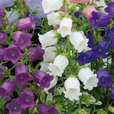 Campanula Ò Cup and SaucerÓ Mix colours. Biannual. Selfseeding. Full sun. 30 seeds